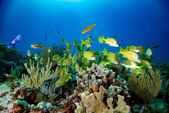 Puerto Morelos Snorkeling