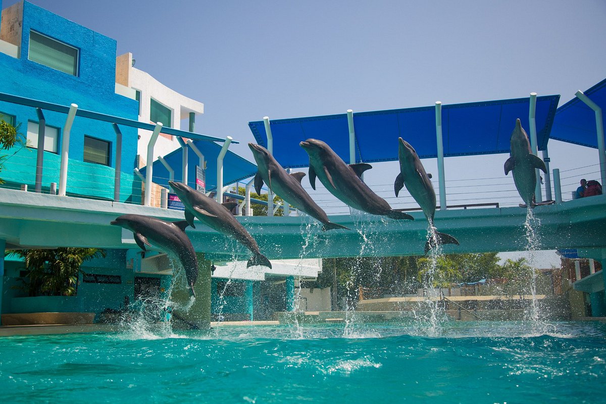 Swim with dolphins in Cancun at the Interactive Aquarium