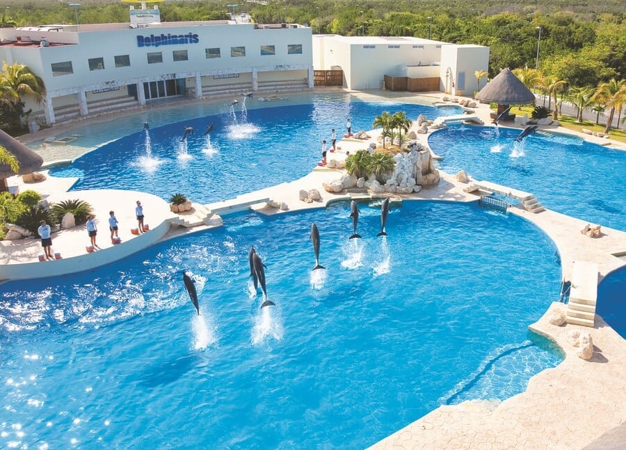 Swim with dolphins in Cancun with Dolphinaris
