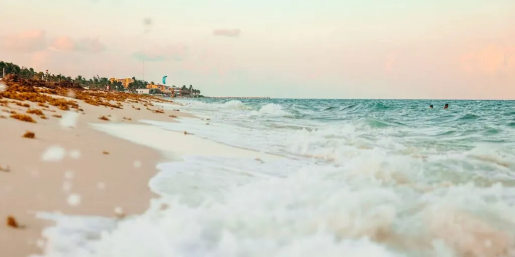 The Sargassum Phenomenon