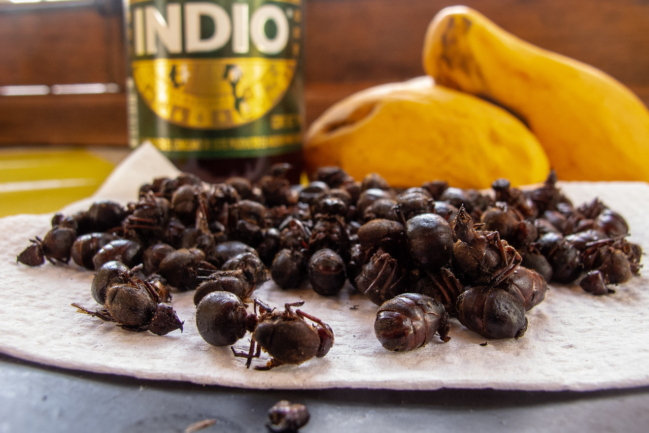 Chicatana Ants, "Spirit of the Maya" Gastronomy