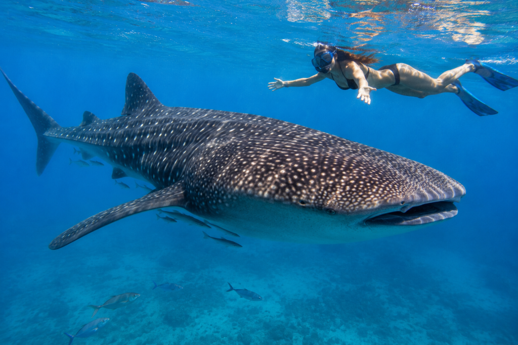 Swimming with Whale Sharks in Mexico: Everything You Need to Know.