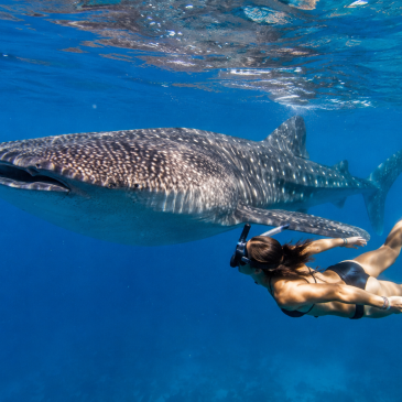 Swimming with Whale Sharks in Mexico: Everything You Need to Know