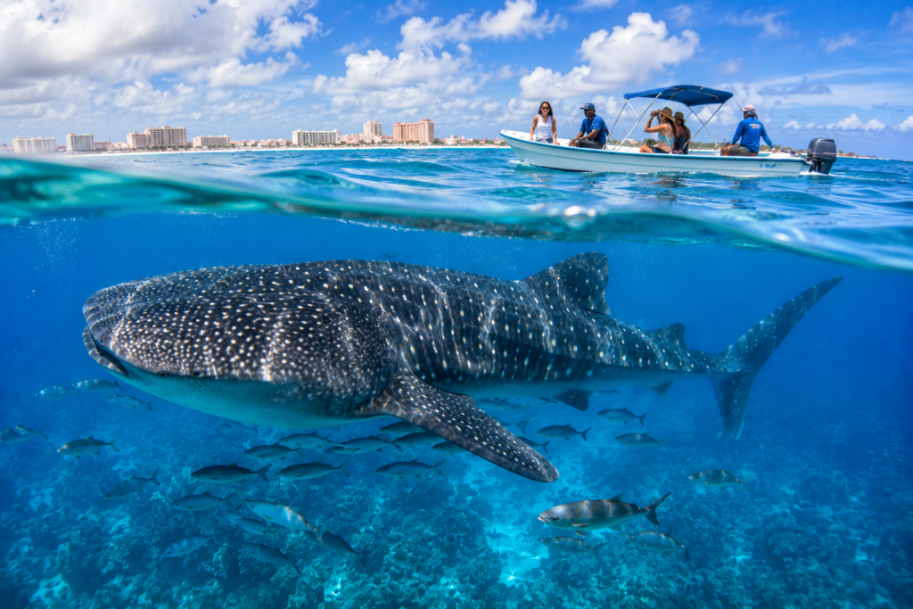 The official whale shark season Cancun 2026 runs from mid-June to mid-September.