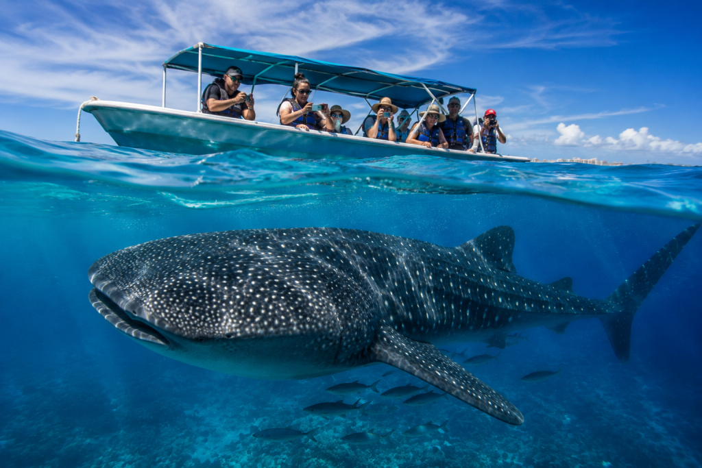 Swim with gentle giants! The best Cancun whale shark tours offer ethical, small-group encounters from June to September. Book your 2026 trip!